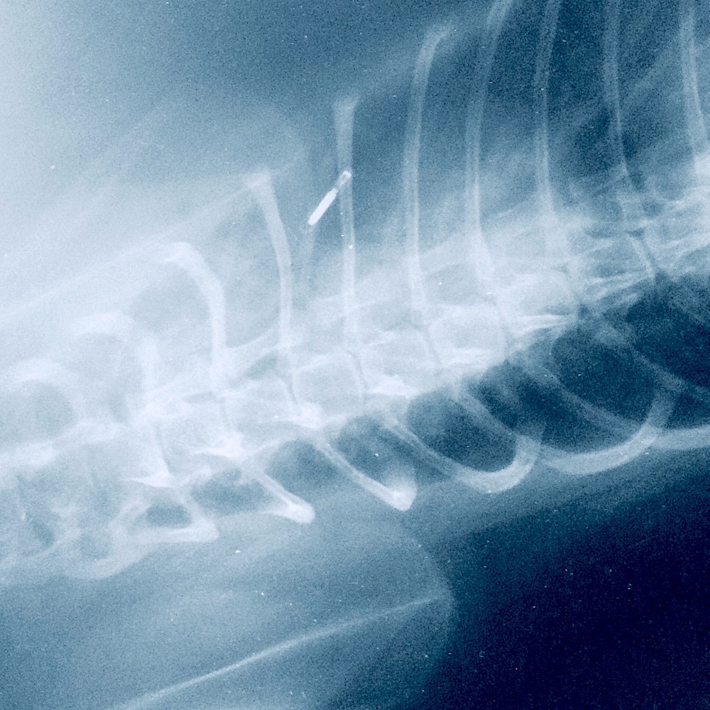 Vintage Pet X-Ray